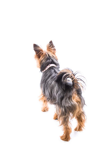 A silky terrier showing off it's beautiful, long, soft coat