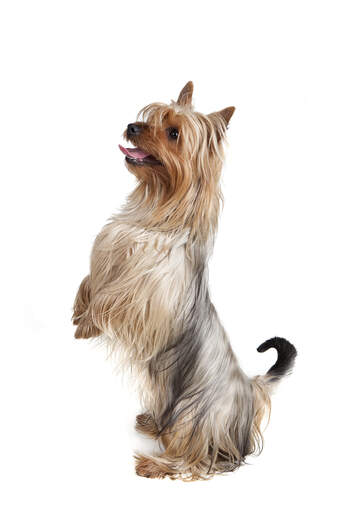 A silky terrier standing up on it's hind legs, wanting some attention