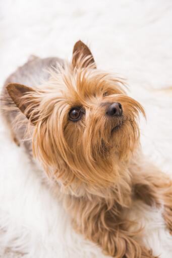 A close up of a silky terrier's beautifully little beard and pointed ears