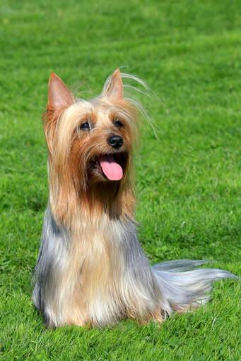 A happy australian silky terrier ready to play