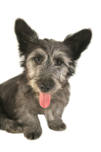 A close up of a skye terrier's incredible big, soft ears