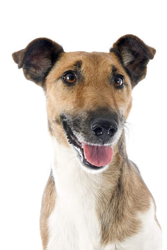 A close up of a smooth fox terrier's beautiful short, thick coat