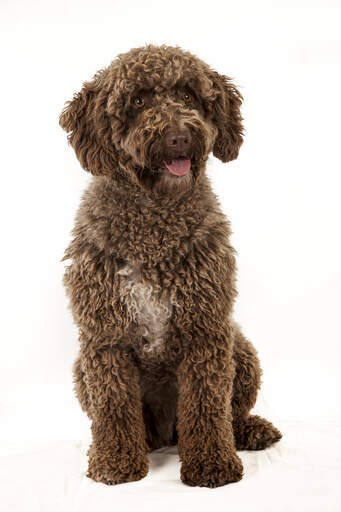 An adult spanish water dog sitting neatly, waiting for a command