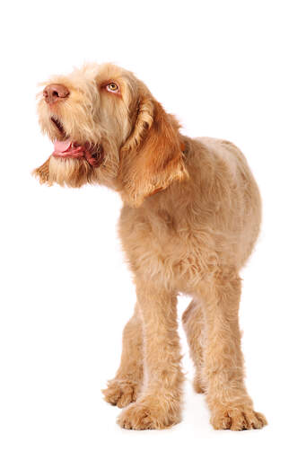 A healthy, young adult spinone italiano looking for some deserved attention