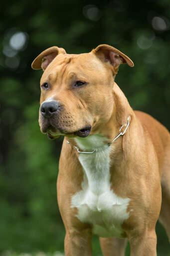 A close up of a staffordshire bull terrier's beautiful stern face