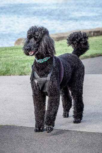 A beautiful black standard poodle, showing off it's great, big, bushy tail