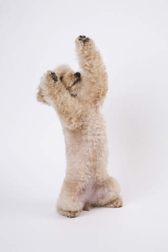 A lovely young toy poodle ready to play with it's owner