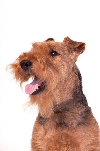 are pig ears better for a wire fox terrier than rawhide ears