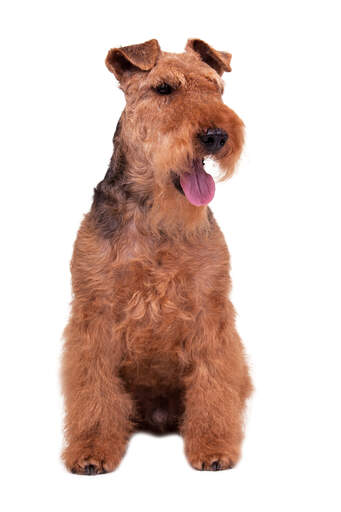 An adult male welsh terrier sitting patiently, awaiting a command