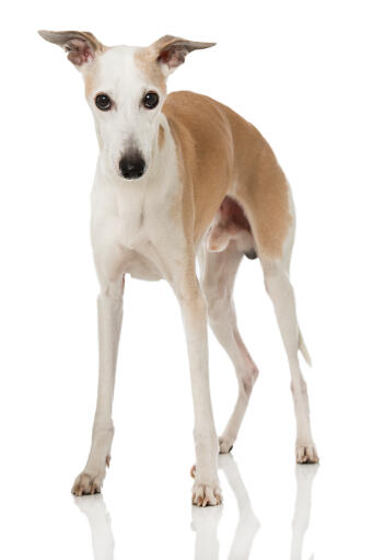 A young male whippet with his ears perked attentively