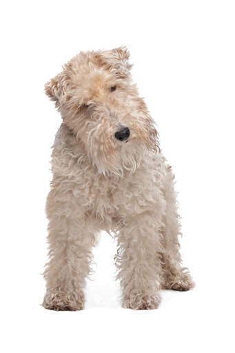 A wire fox terrier's beautifully soft white coat