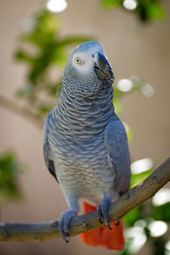 A lovely african grey parrot's beautiful, white face