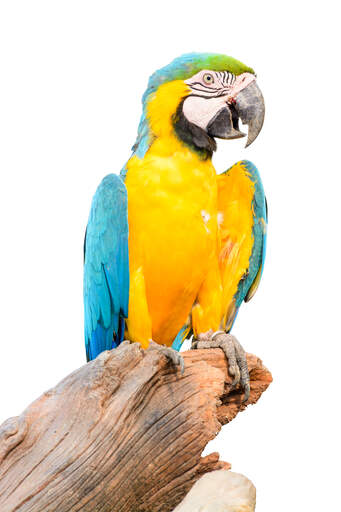 A blue and yellow macaw showing off it's beautiful beak