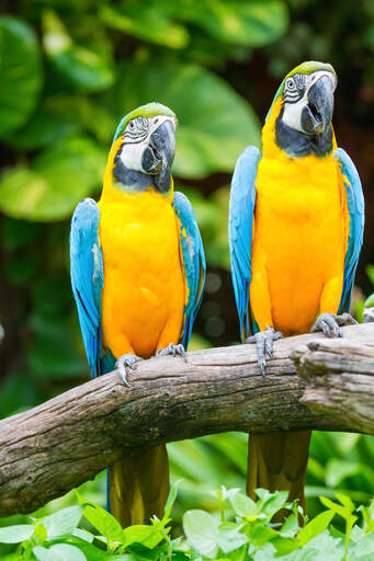 Two blue and yellow macaws perched on a branch