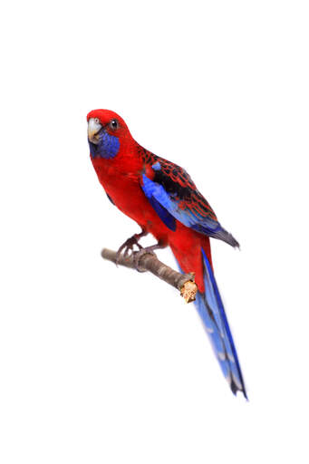 A crimson rosella perched on a branch, with a beautiful colour pattern