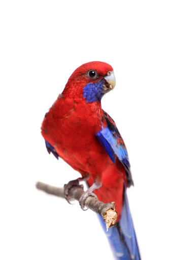 A crimson rosella perched on a branch