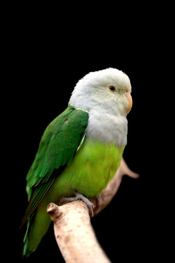 A grey headed lovebird's incredible green and white feather pattern