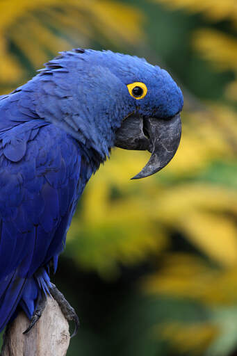 A close up of a hyacinth macaw's big, black beak