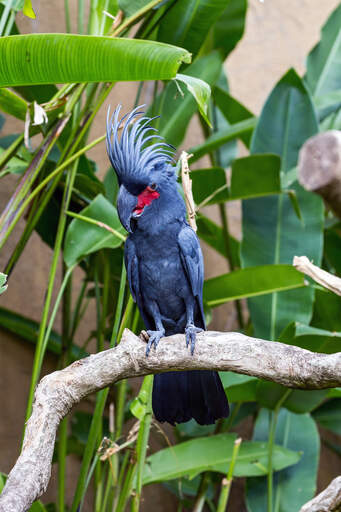 A palm cockatoo's great big beak and beautiful, fanned tail feathers