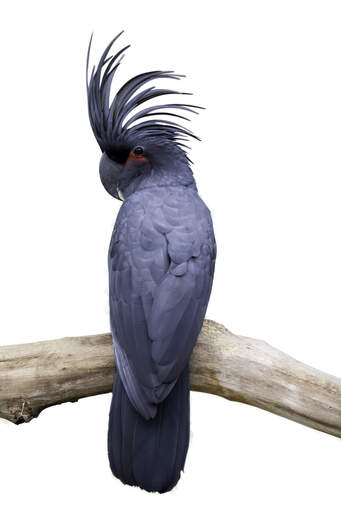 A palm cockatoo showing off it's lovely, fanned tail feathers