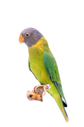 A plum headed parakeet's beautiful purple head feathers and yellow chest