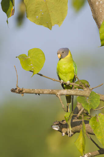 A plum headed parakeet's lovely, green and yellow chest feathers