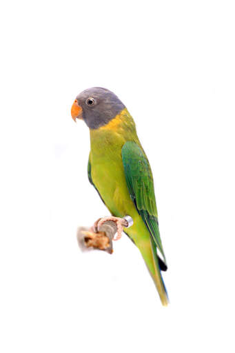 A plum headed parakeet's lovely, orange beak