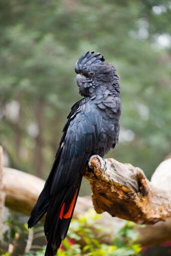 A red tailed black cockatoo's beautiful black head feathers