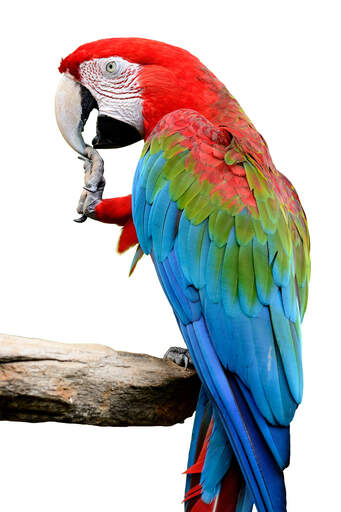 A red and blue macaw's beautiful white beak and long, blue tail feathers