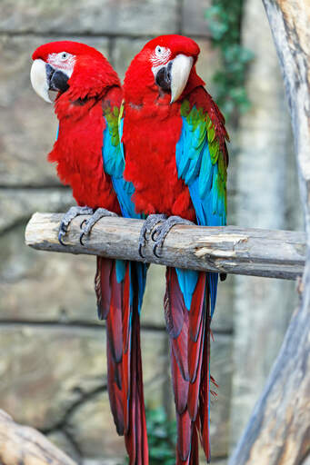 Two red and blue macaws with wonderful, long tail feathers