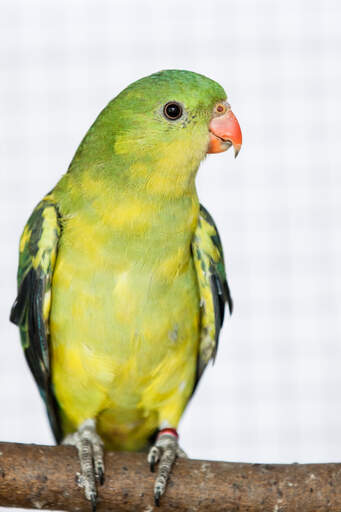 A regent parrot's beautiful, little, orange beak