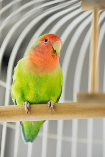 A wonderful, little rosy faced lovebird perched in a cage