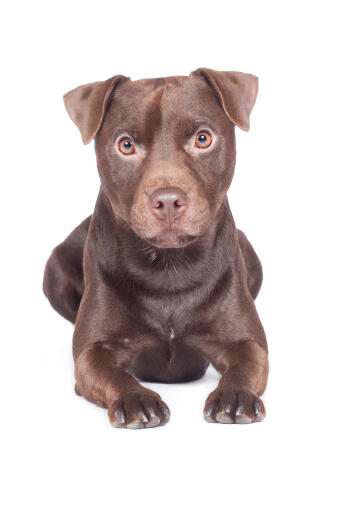 Patterdale-terrier-white-background