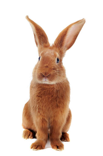 A fauve de bourGogne rabbit showing off its lovely big ears