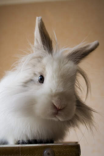 A lionhead rabbit with big white fluffy fur on it's head