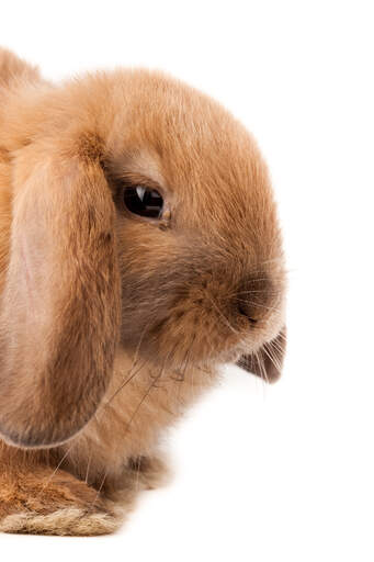A close up of a mini lop rabbits beautiful short nose