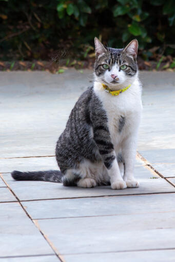 American wirehair cat with a yellow collar sitting on a patiof