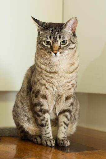 Sweet australian mist cat sitting on a counter top