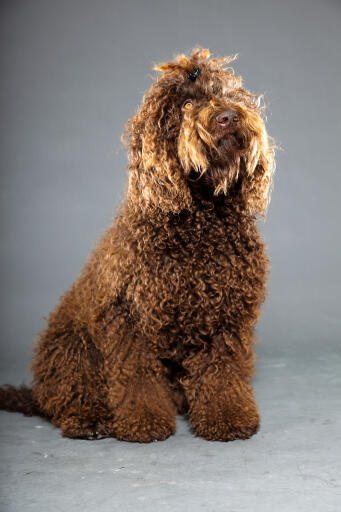 Chestnut coloured pampered barbet dog with hairclip