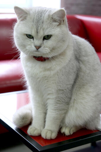 British shorthair tipped cat sitting on a red table