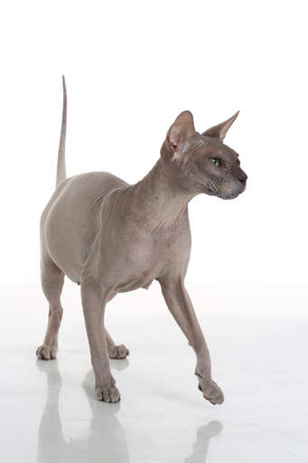 A muscular donskoy cat with a wrinkled face