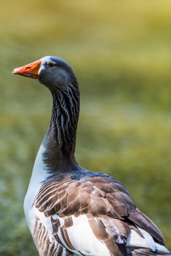 Portrait of a pilgrim Goose