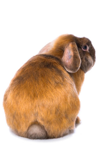 Satin rabbit from behind showing shiny coat