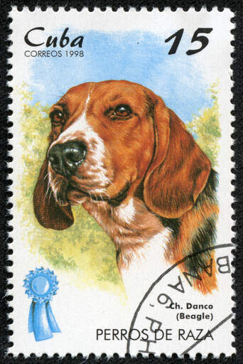 A beagle on a cuban stamp