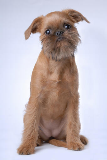 A lovely, little brussels griffon puppy waiting patiently for some attention