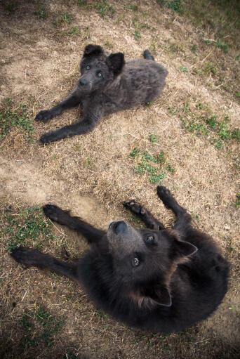 Two schipperkes lying together, waiting patiently for some attention