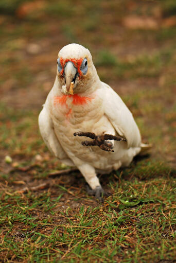 A little corella's incredible white and pink feather pattern