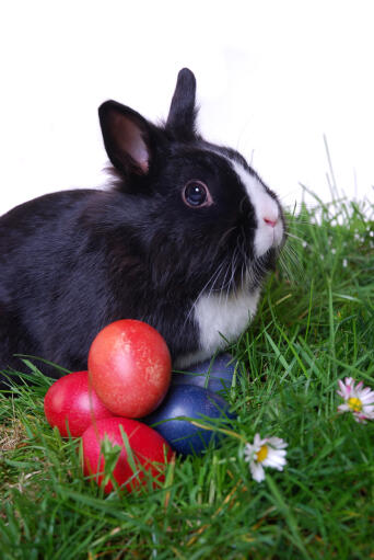 The lovely short ears of a black and white lionhead rabbit