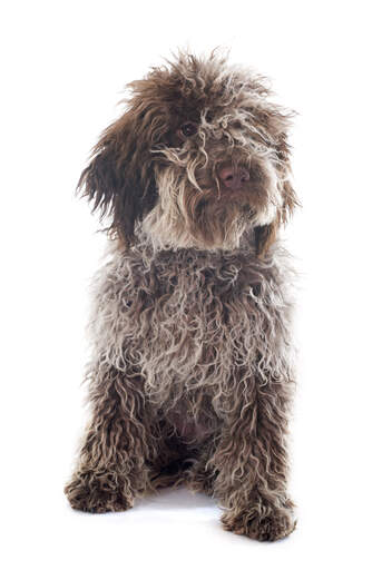 A cute laGotto romagnolo puppy with a cute nose and shaggy coat