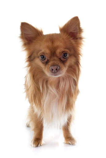 A beautiful young adult chihuahua with a long, soft coat